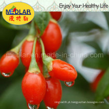 Nêspera secada Goji chinês Wolfberry